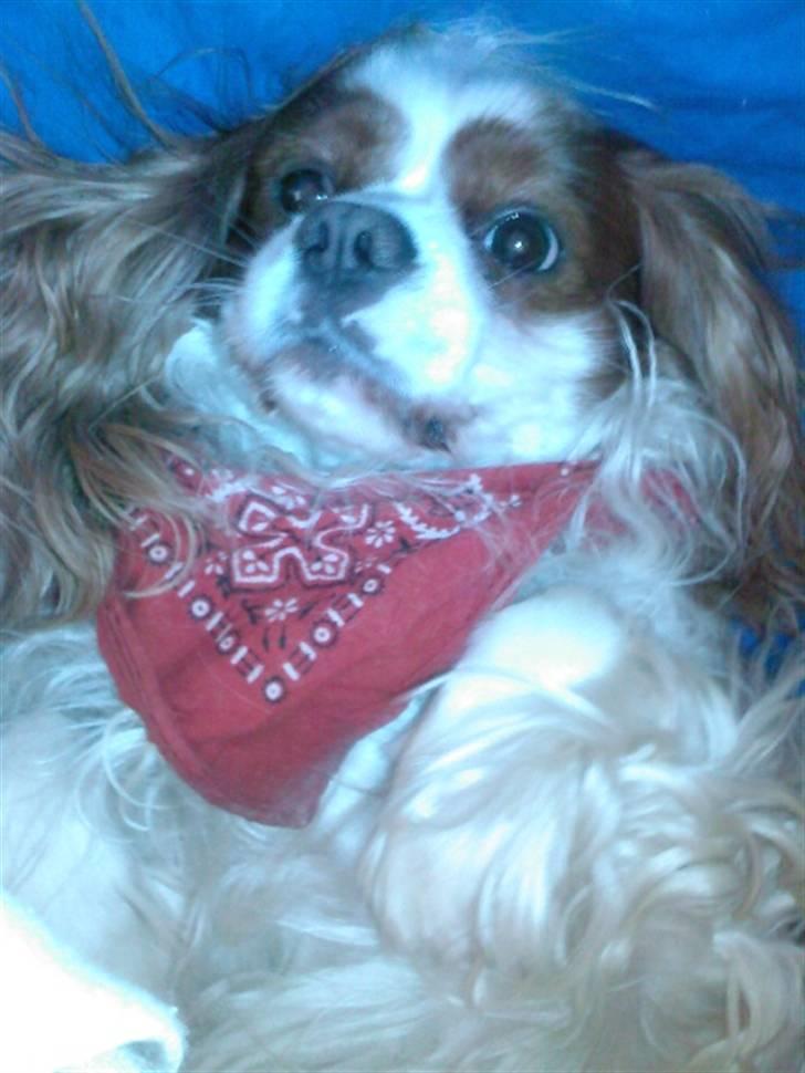 Cavalier king charles spaniel Figo R.I.P <3  billede 8