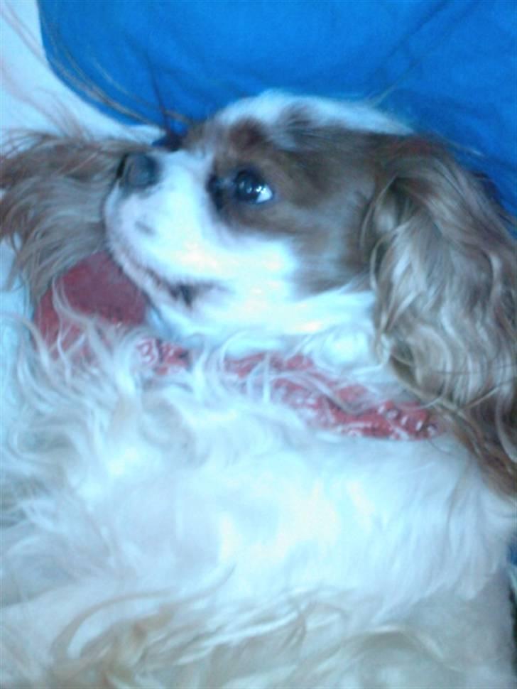 Cavalier king charles spaniel Figo R.I.P <3  billede 9
