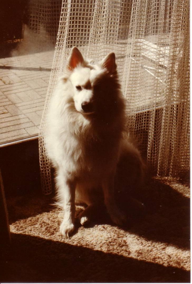 Samojedhund Chang *DØD* billede 1