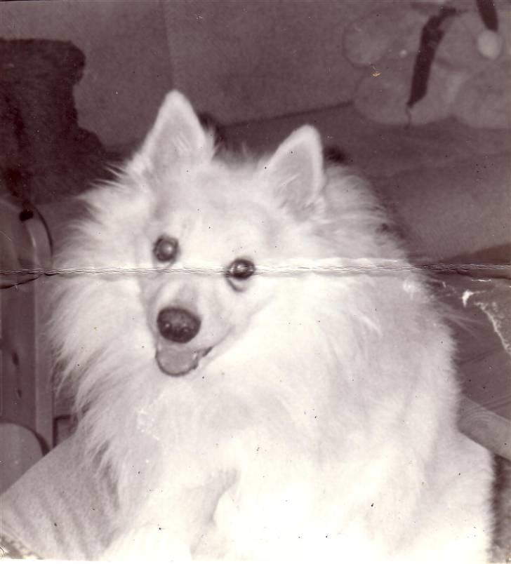 Samojedhund Chang *DØD* billede 2