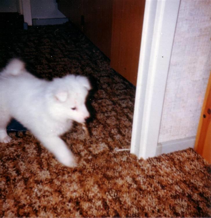 Samojedhund Chang *DØD* billede 5