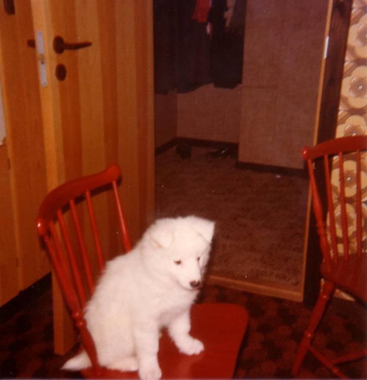 Samojedhund Chang *DØD* billede 6