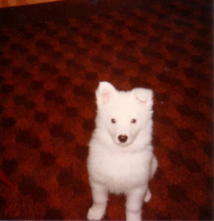 Samojedhund Chang *DØD* billede 7