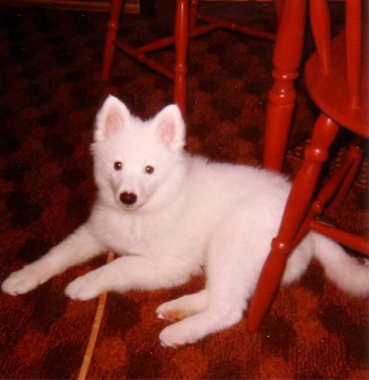 Samojedhund Chang *DØD* billede 8