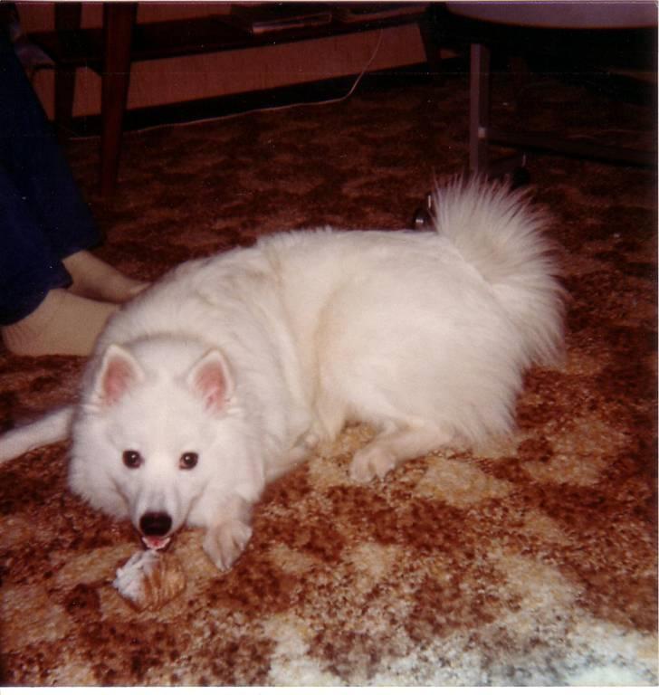 Samojedhund Chang *DØD* billede 10