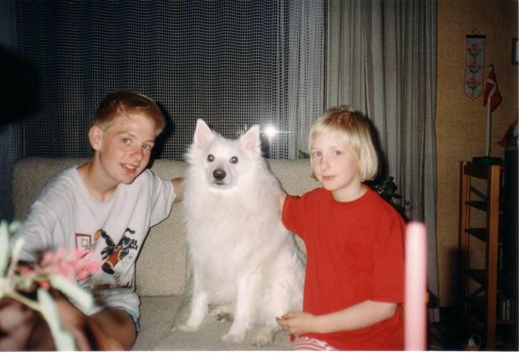 Samojedhund Chang *DØD* billede 11