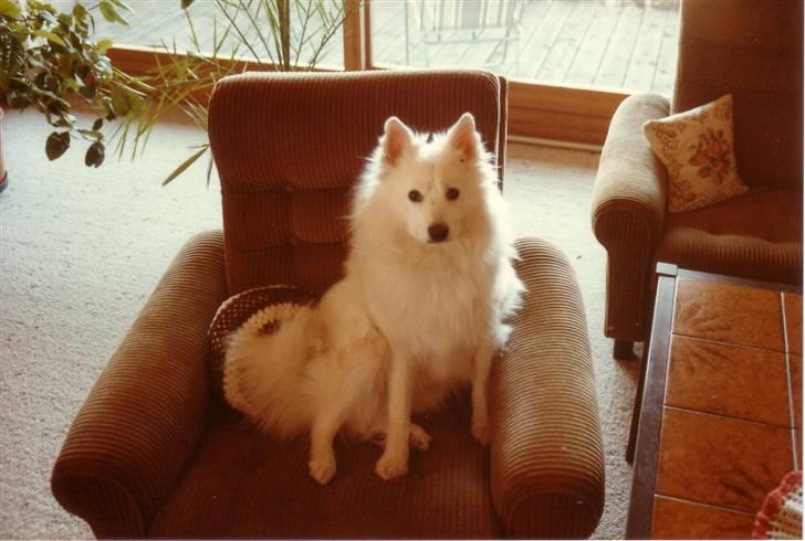 Samojedhund Chang *DØD* billede 12