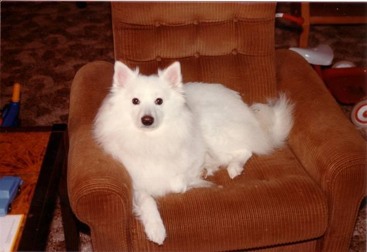Samojedhund Chang *DØD* billede 13