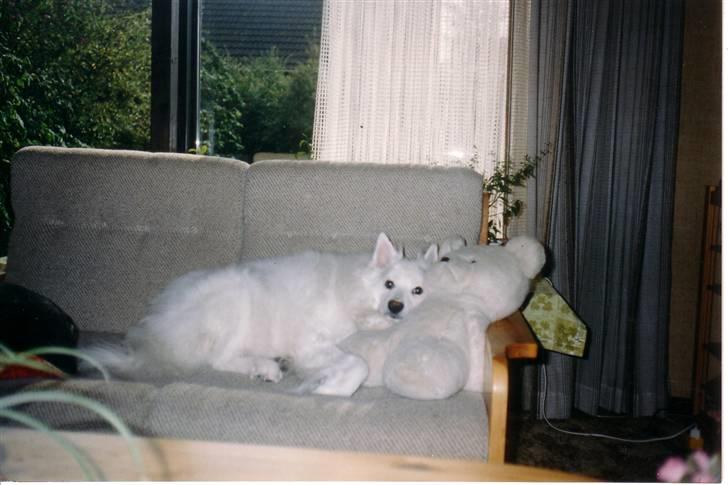 Samojedhund Chang *DØD* billede 14