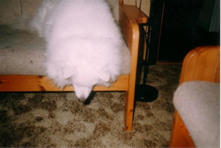 Samojedhund Chang *DØD* billede 16