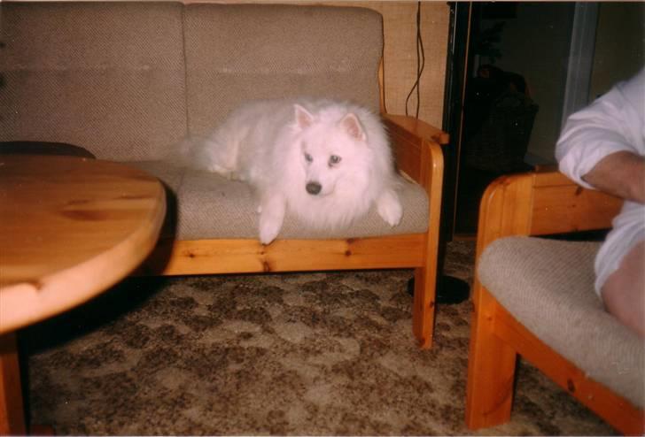 Samojedhund Chang *DØD* billede 17
