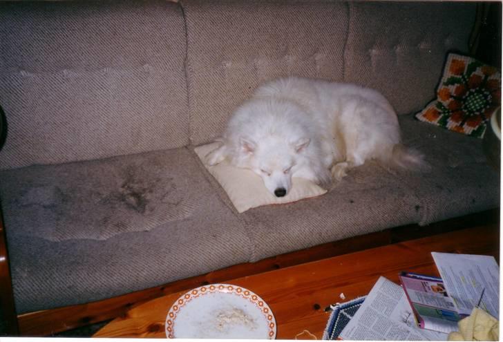Samojedhund Chang *DØD* billede 18