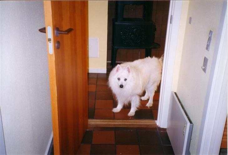 Samojedhund Chang *DØD* billede 19