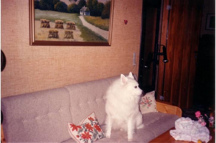 Samojedhund Chang *DØD* billede 20