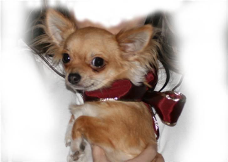 Chihuahua Rosita - rosita 6 md. billede 1