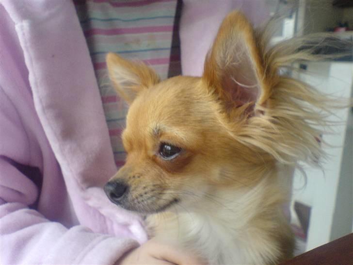 Chihuahua Rosita - rosita 6 md billede 2