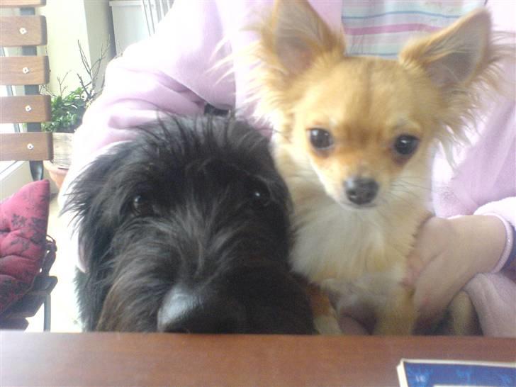 Chihuahua Rosita - rosita og viggo billede 3