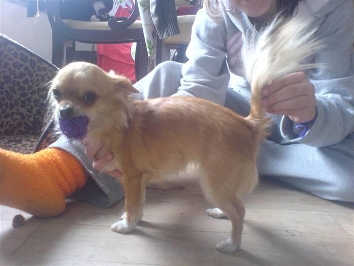 Chihuahua Rosita billede 4