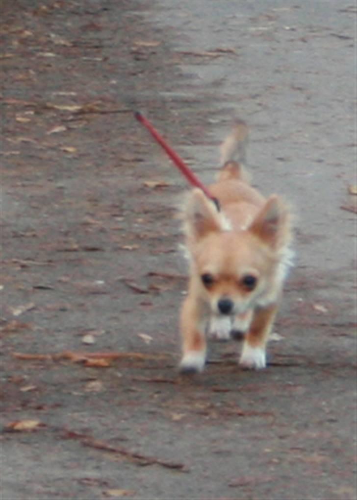 Chihuahua Rosita billede 5