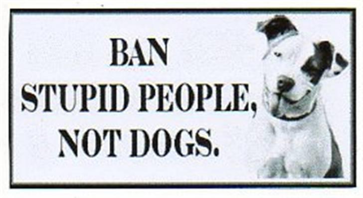 Amerikansk bulldog Aisha billede 15