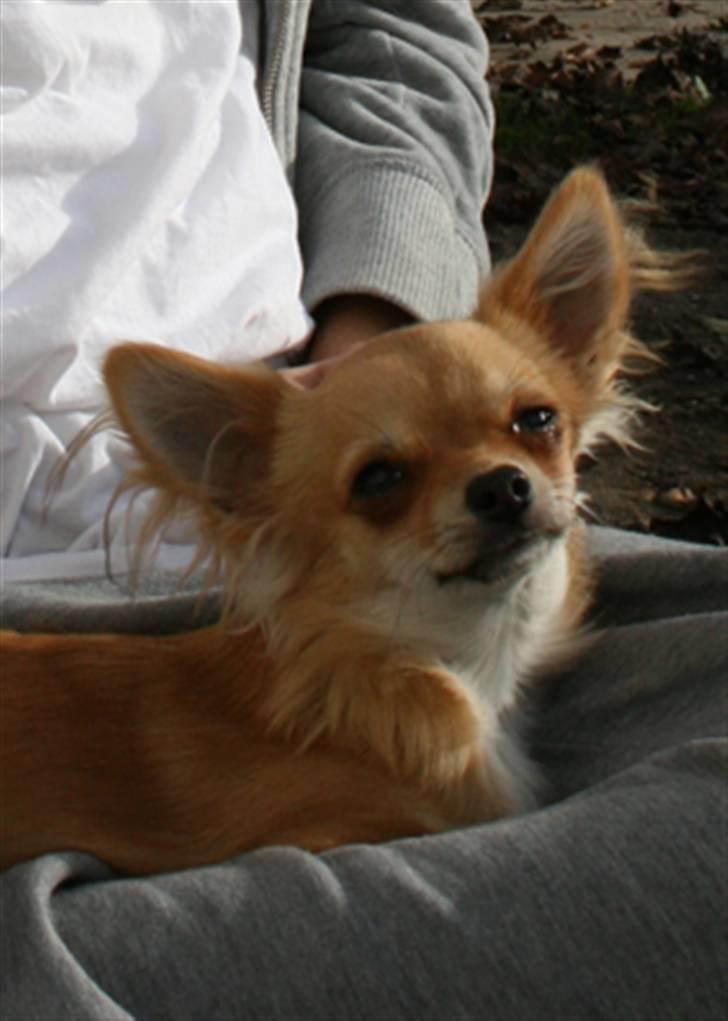 Chihuahua Rosita billede 6