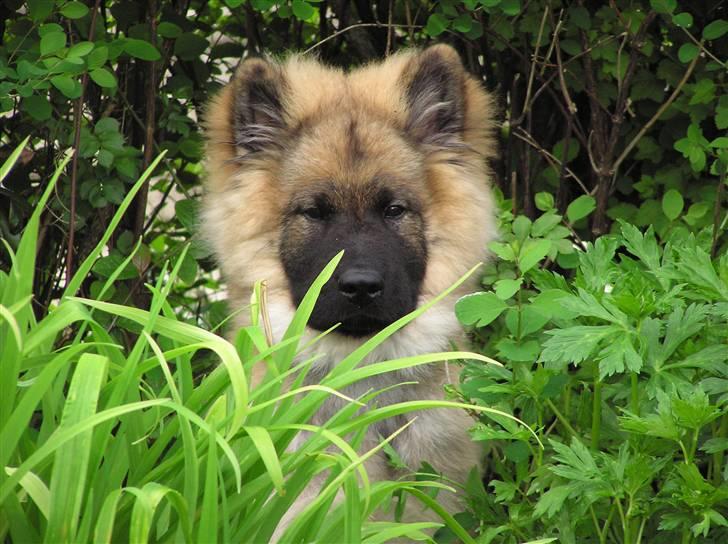 Eurasier Havnevejens Dax (Taico) billede 11