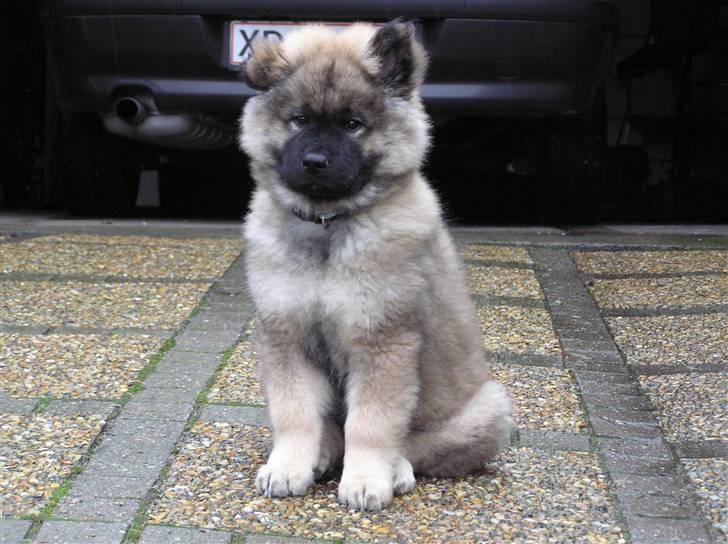 Eurasier Havnevejens Dax (Taico) - Mig som valp. Holder udkig billede 14