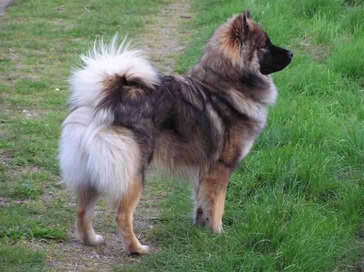 Eurasier Havnevejens Dax (Taico) billede 15