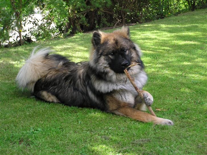 Eurasier Havnevejens Dax (Taico) billede 16