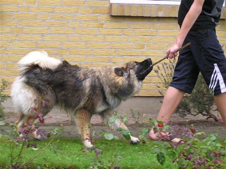 Eurasier Havnevejens Dax (Taico) billede 17