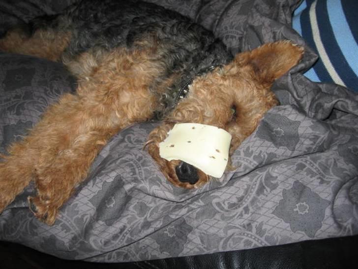 Welsh terrier Bob - Min hund er vild med ost, men har også et fantastisk sovehjerte:-) Har iøvrigt også lært den, ikke at tage noget før det bliver sagt værs´go. billede 1