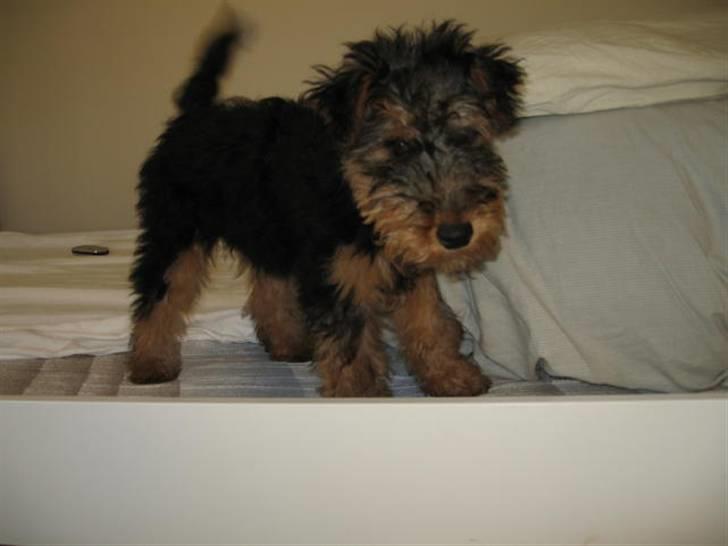 Welsh terrier Bob - Fra han var helt ny og endnu ikke til at se han er en terrier. Da vi fik ham trimmet første gang, var det som at få ny hung. Fra at være bamset til tjekket terrier lang snude agtig:-). billede 2