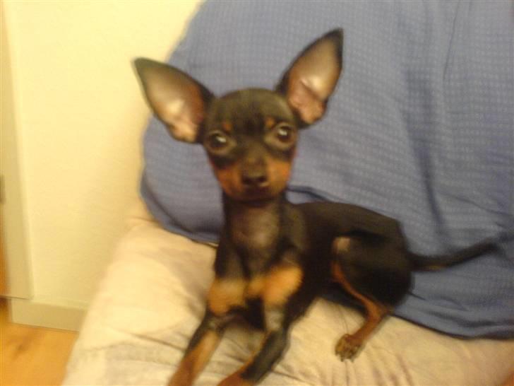 Prazsky krysarik Mrs. Chanel Red billede 1