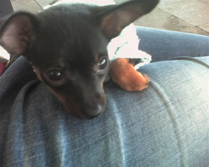 Prazsky krysarik Mrs. Chanel Red billede 2