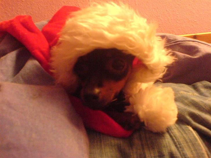 Prazsky krysarik Mrs. Chanel Red billede 3