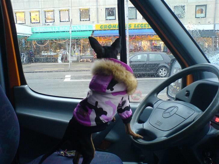 Prazsky krysarik Mrs. Chanel Red billede 4