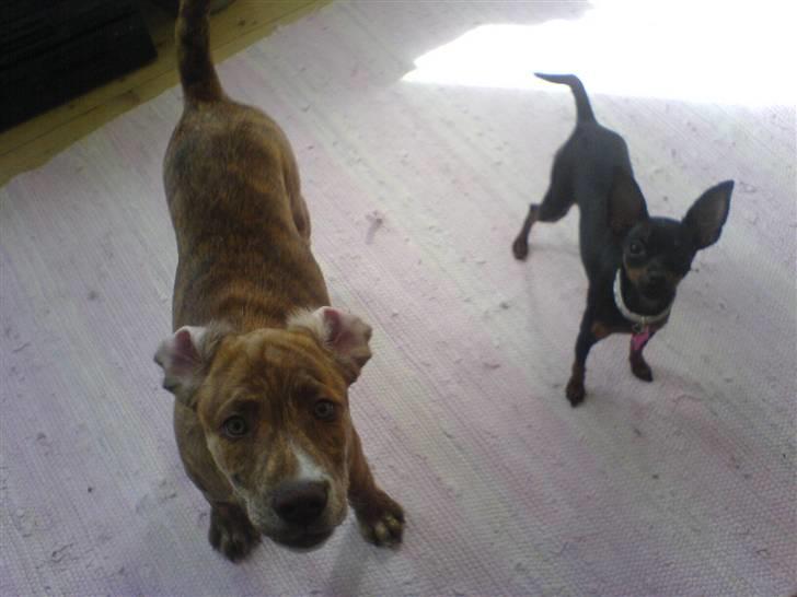 Prazsky krysarik Mrs. Chanel Red billede 5