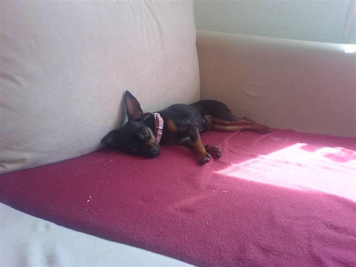 Prazsky krysarik Mrs. Chanel Red billede 6