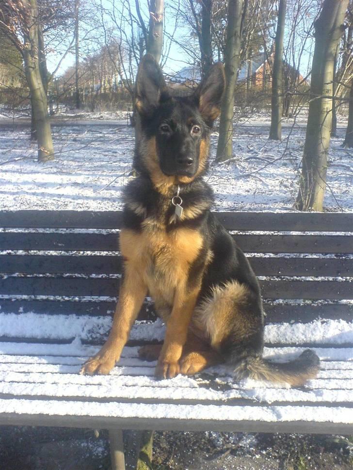 Schæferhund Frida - Skat i parken billede 1