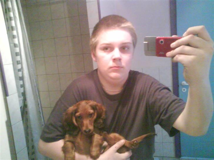 Gravhund nico billede 13