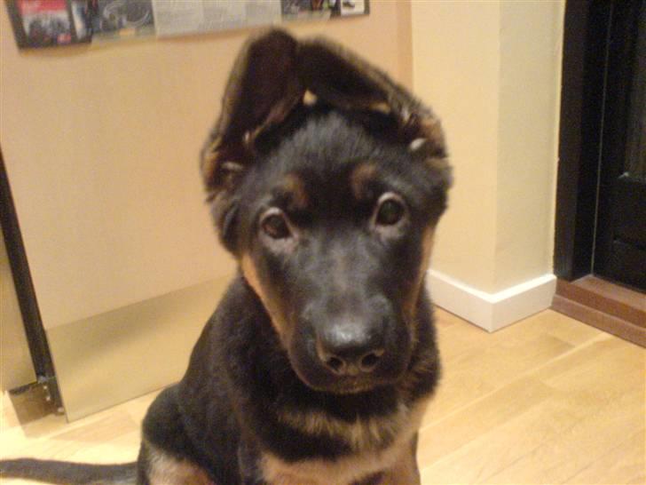 Schæferhund Frida - Baby <3 billede 2