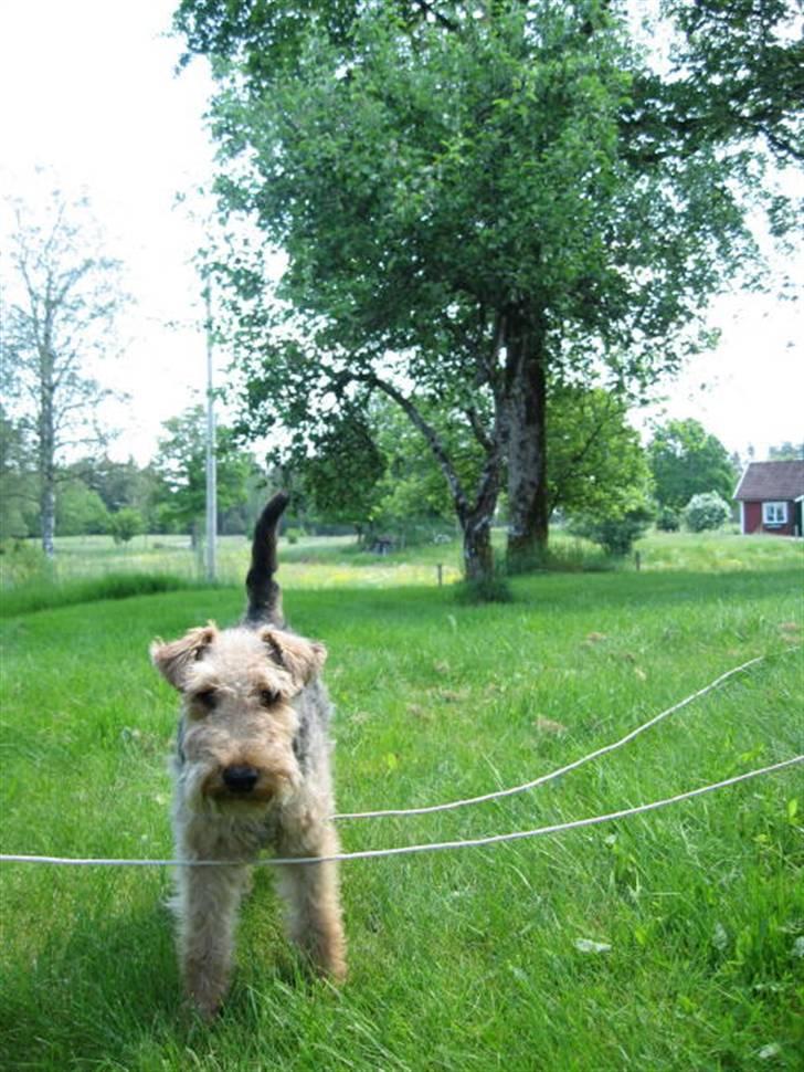 Welsh terrier Bob - Sådan kan jeg godt lide ham, pjusket i pelsen, så han er lidt mere vamset. billede 4