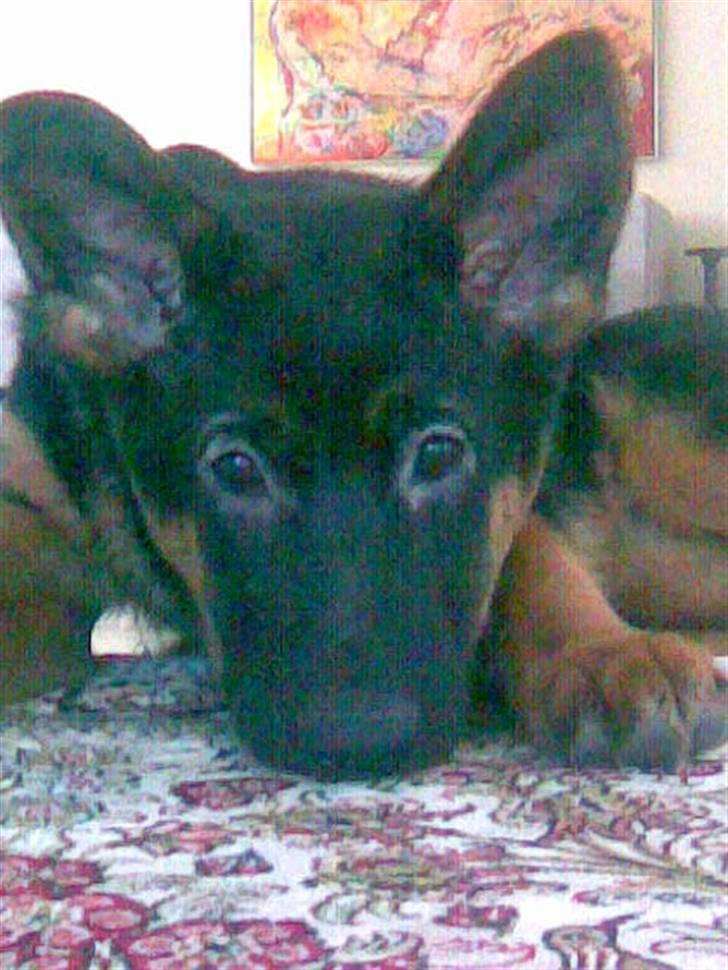 Schæferhund Frida billede 3