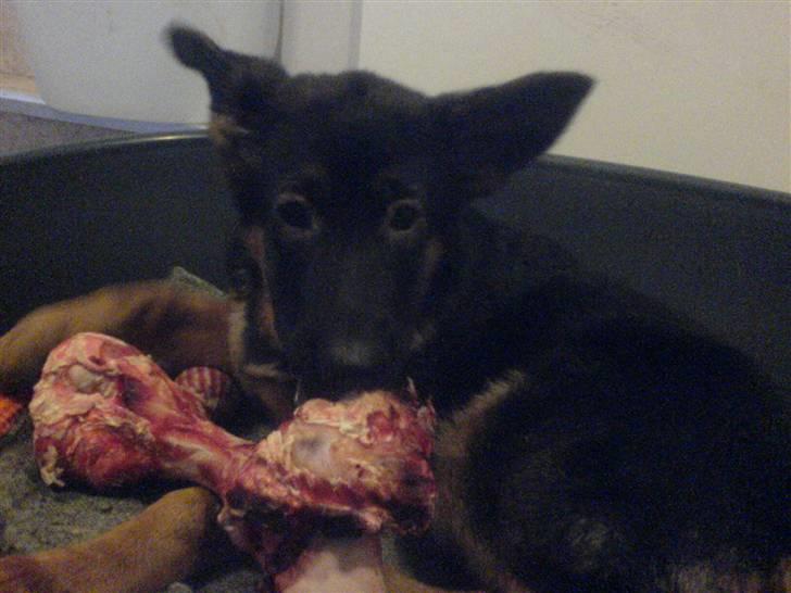 Schæferhund Frida billede 4