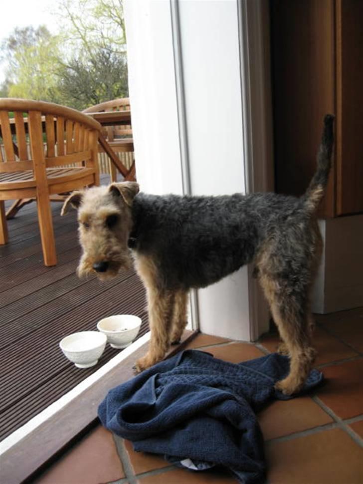 Welsh terrier Bob - Sådan ser han ud, når han er nytrimmet. Vi kan dog bedst lide ham med mere pels. Så har skiftet hundefrisør...  billede 5
