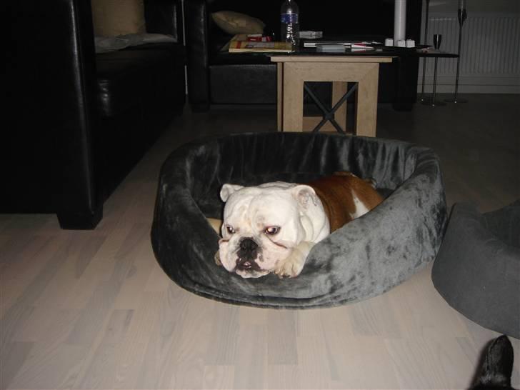 Engelsk bulldog Brisse billede 10