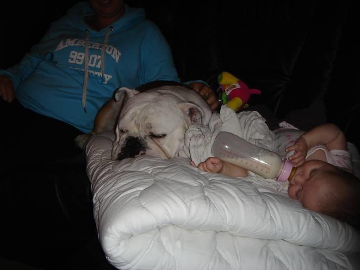 Engelsk bulldog Brisse - Jeg er god til børn hvis jeg må ligge i sofaen billede 11