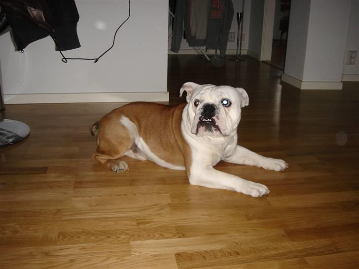 Engelsk bulldog Brisse billede 12