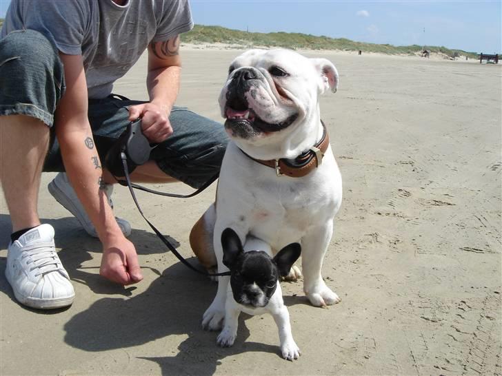 Engelsk bulldog Brisse billede 13