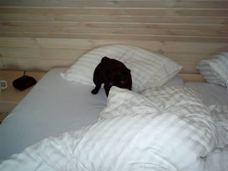 Mops Sigurd - Uhaaa Mor og Fars seng er dejlig billede 1